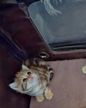 GoldenTabby Junge BKH  Kitten