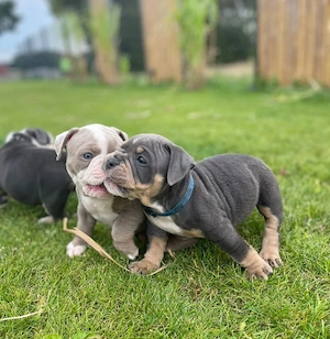 OLD English Bulldog 