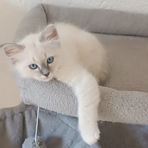 Heilige Birma Kitten