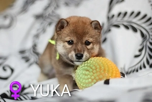 Wunderschöne Shiba-Inu-Welpen mit rotem Fell 