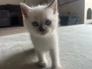 Brittischkurzhaar Brittischlanghaar Kitten