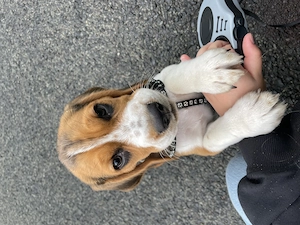 Beagle-Welpe sucht ein liebevolles Zuhause
