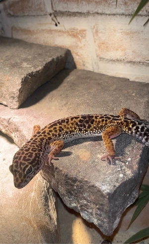 Leopardgecko-Pärchen mit Terrarium und Zubehör abzugeben
