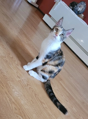 Maine Coon BKH mix Kitten