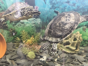 2 Wasserschildkröten Schildkröten m+w Aquarium 