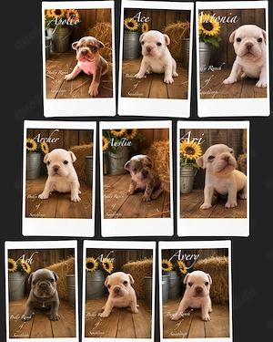 Französische Bulldoggen 
