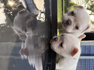 Französische Bulldoggen mit Nase 