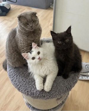 Wunderschönes weibliches Kitten sucht liebevolles Zuhause  Bild 4