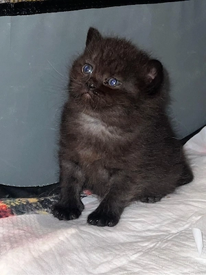 Wunderschönes weibliches Kitten sucht liebevolles Zuhause  Bild 3