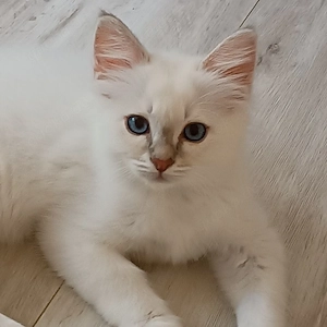 Heilige Birma Kitten
