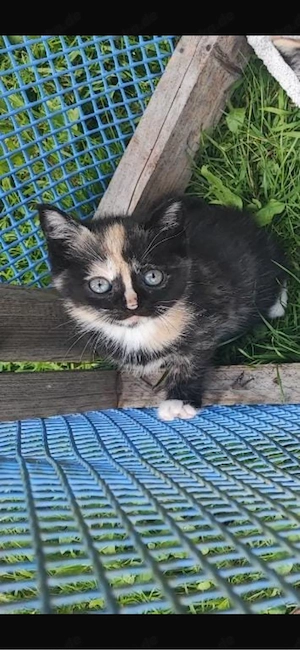 BKH Kitten