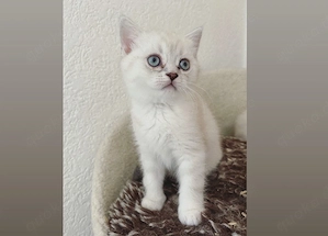 BKH Kitten kätzchen 