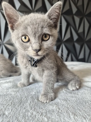 Unsere letzten BKH Kitten suchen noch ihren neuen Kuschelplatz
