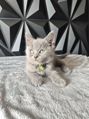 Unsere letzten BKH Kitten suchen noch ihren neuen Kuschelplatz
