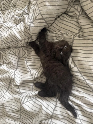 Wunderschönes weibliches Kitten sucht liebevolles Zuhause  Bild 2