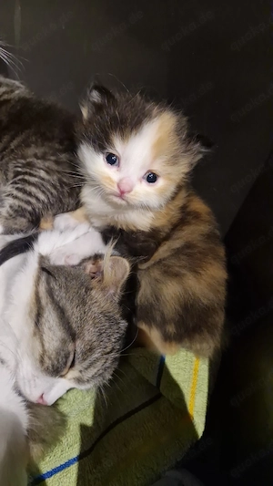 Bkh Babys wunderschöne farbschläge