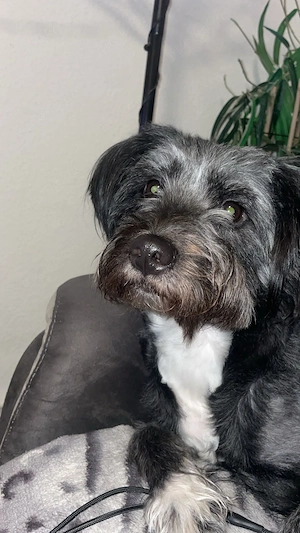 Schöne Makka sucht liebevolles Zuhause