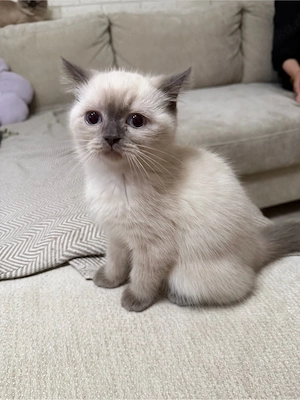 kitten mix persa und siam katze  Bild 2