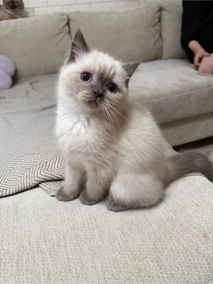kitten mix persa und siam katze  Bild 4
