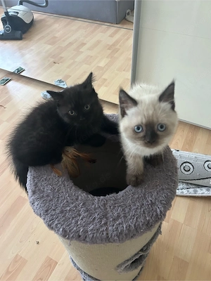 Wunderschönes weibliches Kitten sucht liebevolles Zuhause 