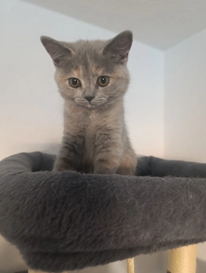 BKH   Katzen 2 Mädchen ist  frei sofort abholung