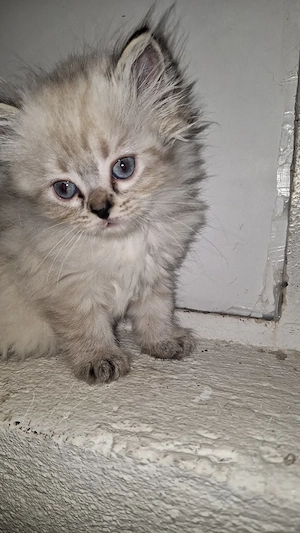 5 Katzen leben bei mir 