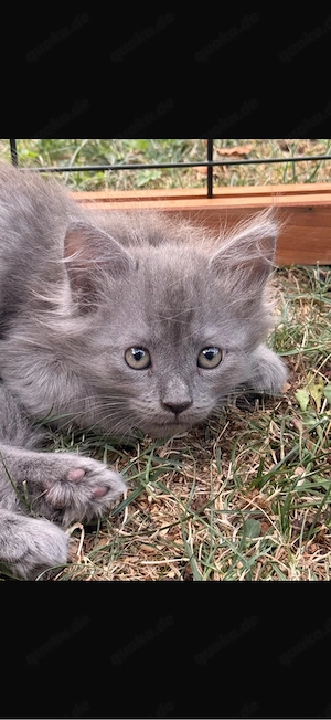 2 kleine Maine Coon Mischlingsmödels suchen ein neues Zuhause 