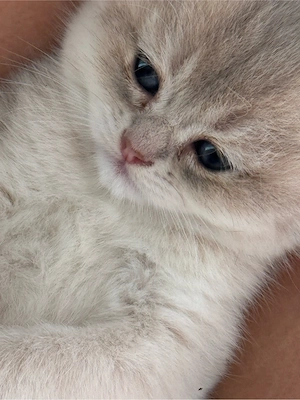 kitten BkH golden shaded point