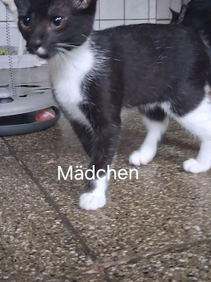 Katzenbabys zuverkaufen