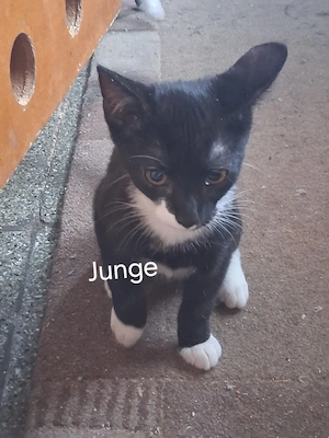 Katzenbabys zuverkaufen