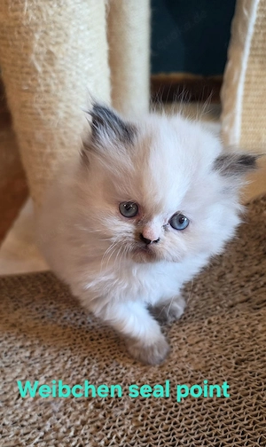 Colourpoint Perser Kitten mit Nase  geimpft & gechipt 