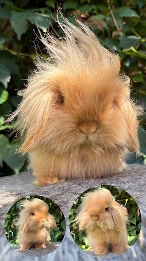 Minilop - Mini Lop - Lionlop - Lion Lop