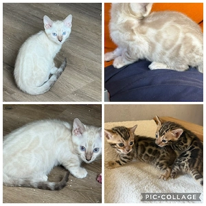 Bengal Kitten Snow Lynx _Mink _Braun Mit Stammbaum 