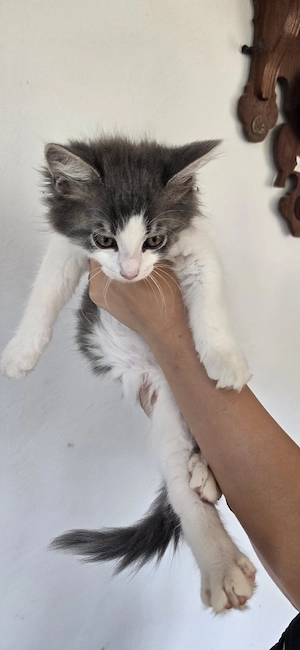 Main coon kitten