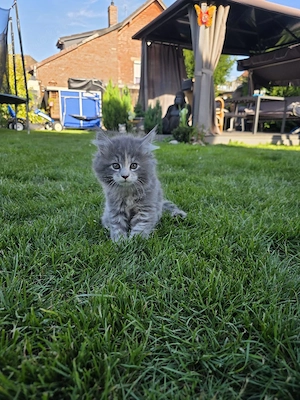 Maine coon kitten 