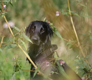 Futterberatung für Hunde