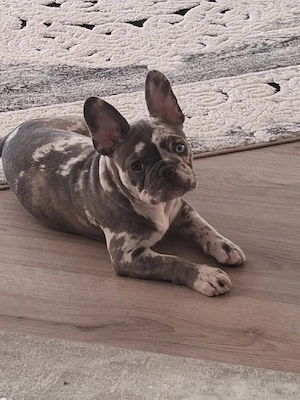 Französische Bulldogge welpe Hündin 