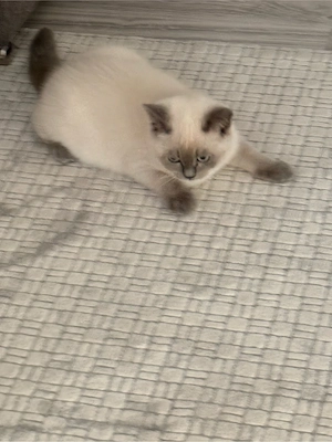 BKH katzen 