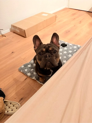 französische Bulldogge Rüde