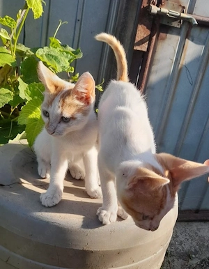 Tom & Timmy suchen gemeinsam ein Zuhause