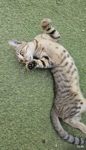 Leonie, 2 Jahre, lieb