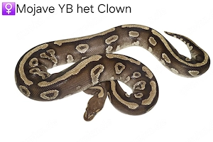 0.1 Mojave Yellow Belly het Clown Königspython Python Regius 