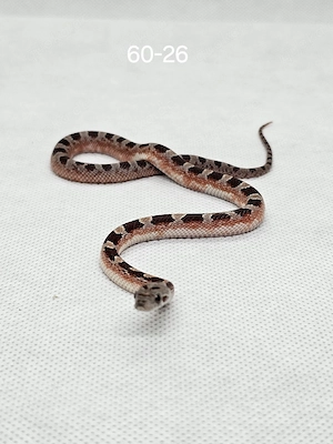 Kornnatter NZ 26,Anery Palmetto, Blizzard, Palmetto, Mandarin, Bloodred Pied sided, Anery, Classic 