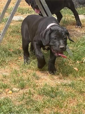 3 cane corso - xl bully welpen abgabe bereit