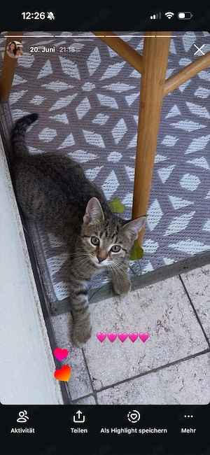 Katze sucht eine neues zuhause 