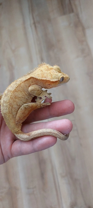 kronengecko weibchen zucht tier Crested gecko 