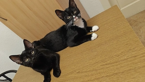 Zwei liebe Katzen-Schwestern abzugeben (geb. 19.04.) 