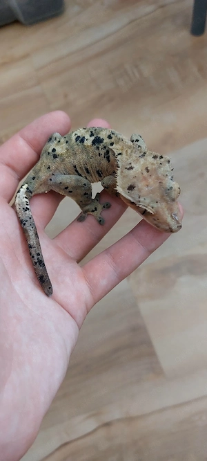 kronengecko weibchen zucht tier ink spot Crested gecko 
