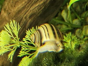 Zebra-Apfelschnecken (Asolene spixi) zu verkaufen  Bild 2