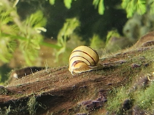 Zebra-Apfelschnecken (Asolene spixi) zu verkaufen  Bild 3